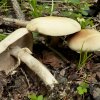 Agrocybe praecox, Früher Ackerling